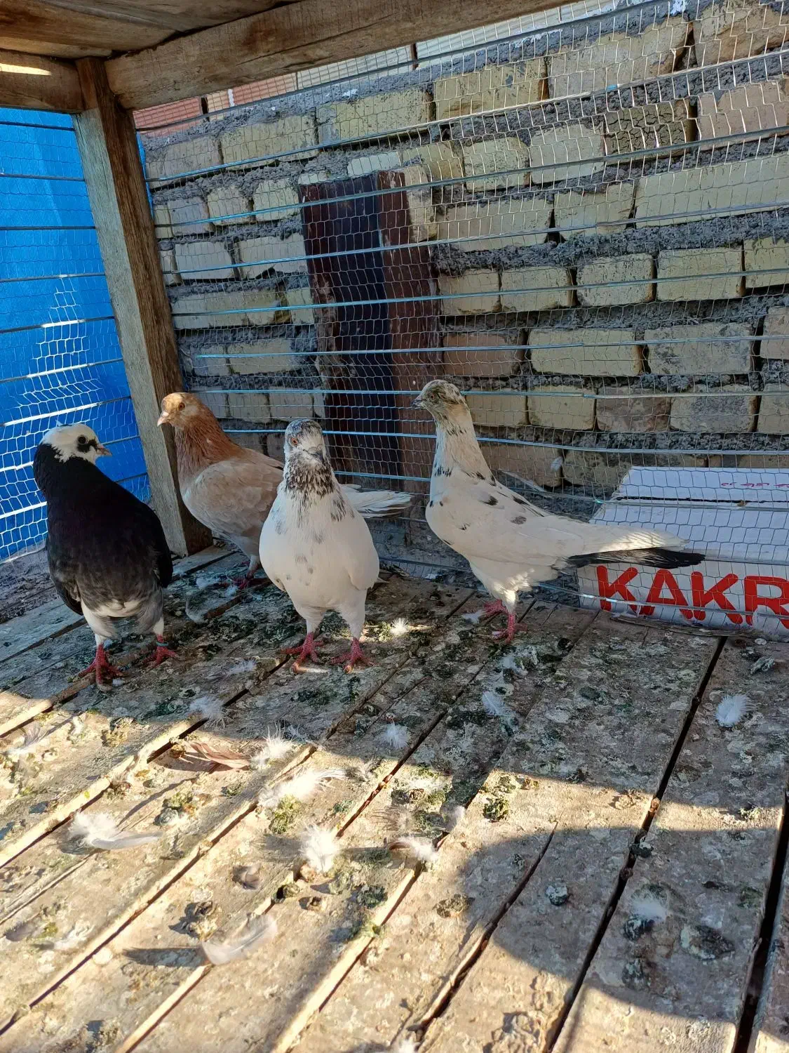 کبوتر|پرنده|شاهرود, |دیوار