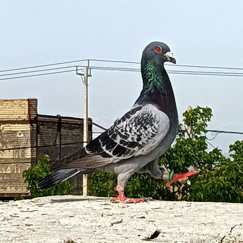 خرید و فروش کفتر|پرنده|بیرجند, |دیوار