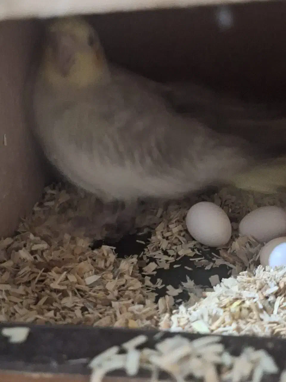 جفت طوطی عروس هلندی کوتوله قناری کبوتر|پرنده|خمینیشهر, |دیوار