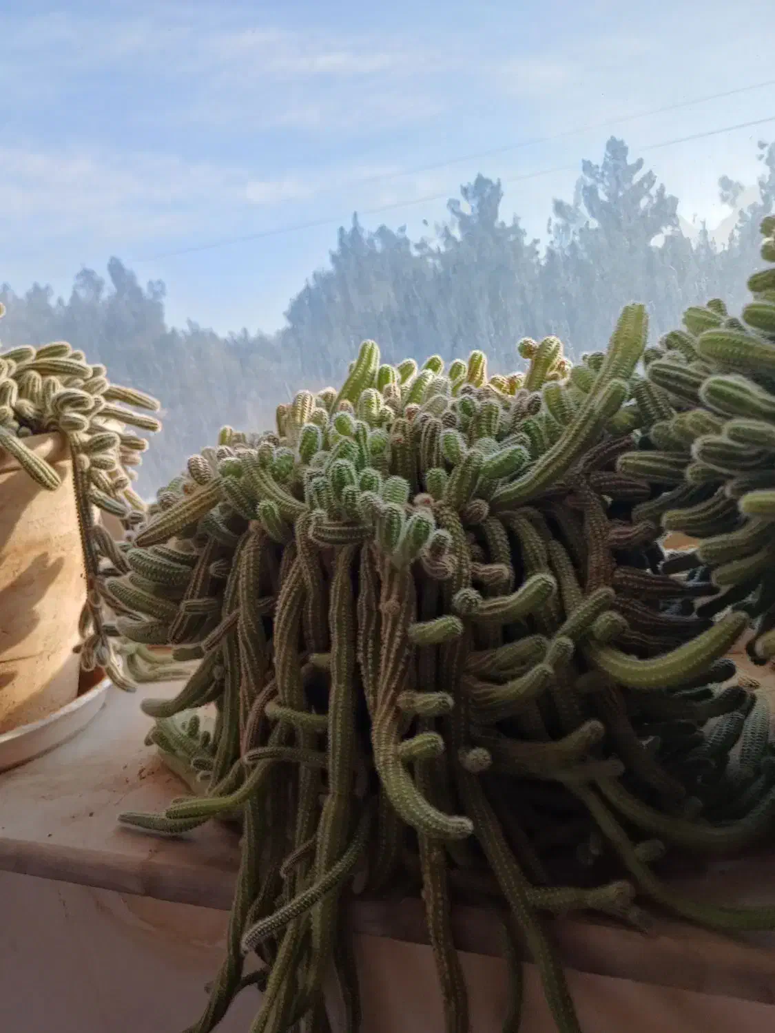 گل کاکتوس فروشی|گل و گیاه طبیعی|شاهرود, |دیوار