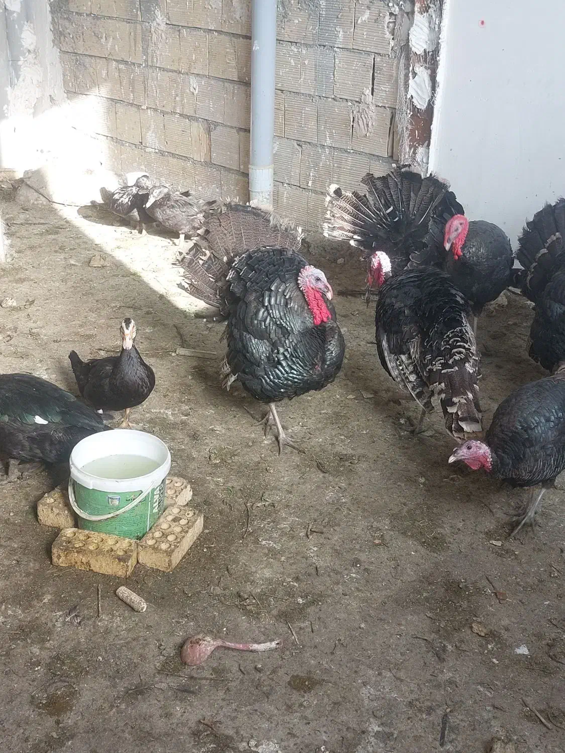 بوقلمون برنزه کاملا  اورگانیک بابهترین دان پرواری|حیوانات مزرعه|مشهد, سیلو|دیوار