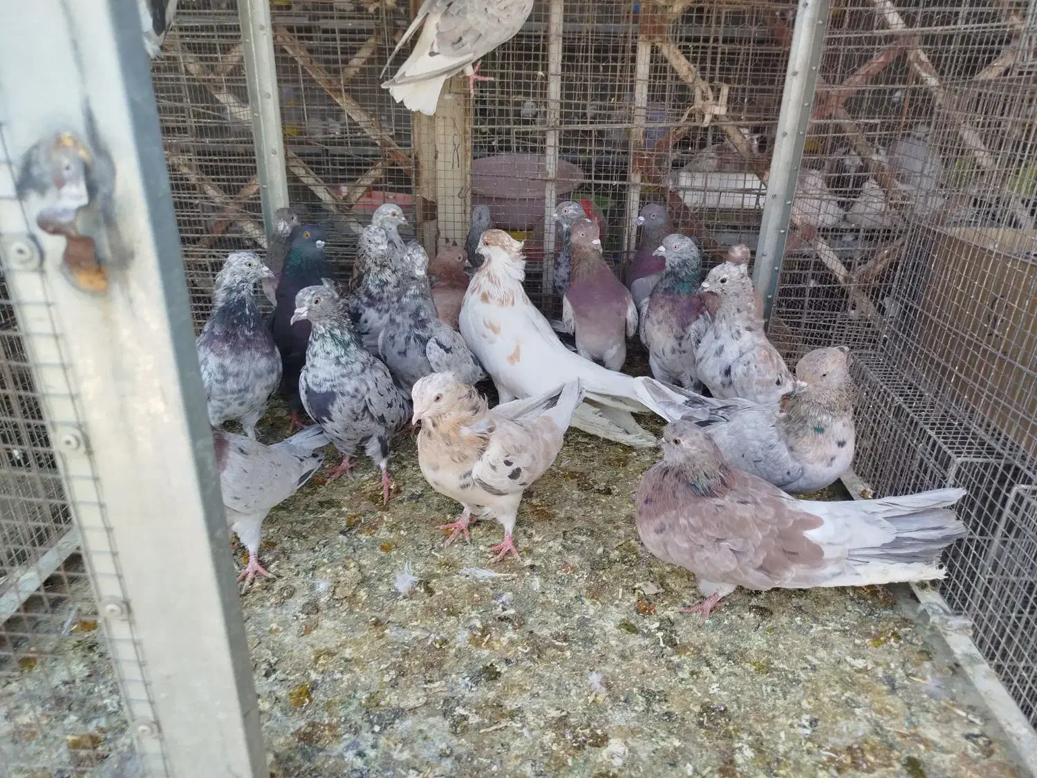 همدانی سرور|پرنده|اصفهان, ارغوانیه|دیوار