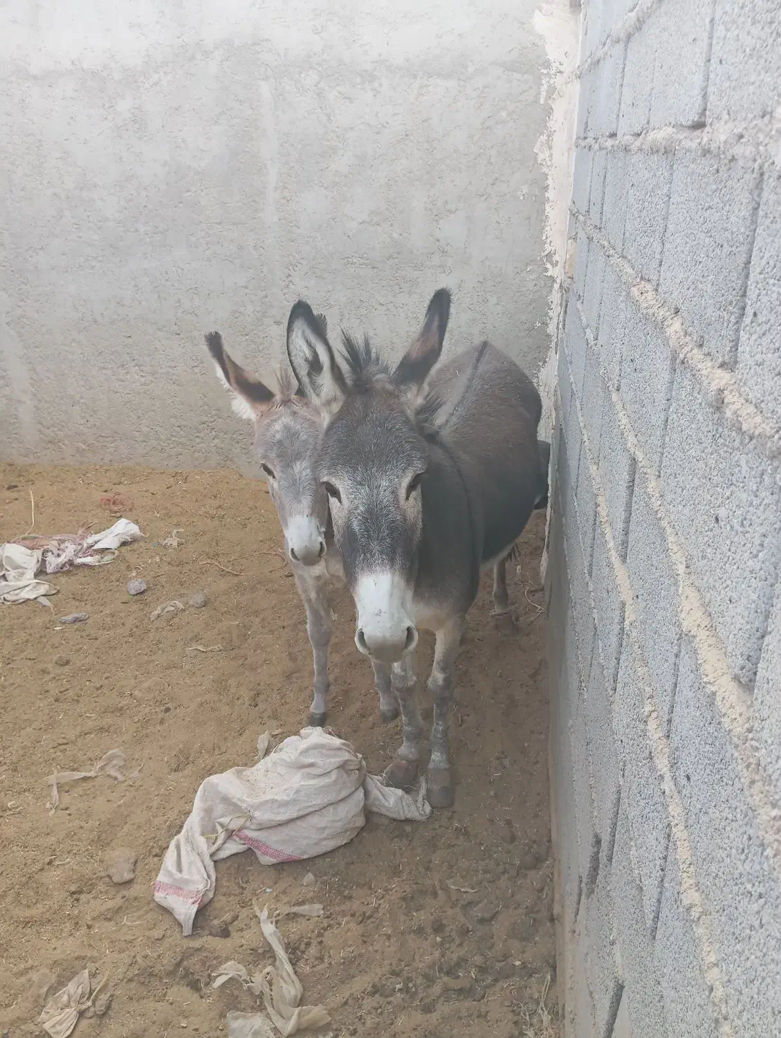 فروش الاغ|حیوانات مزرعه|سیرجان, |دیوار