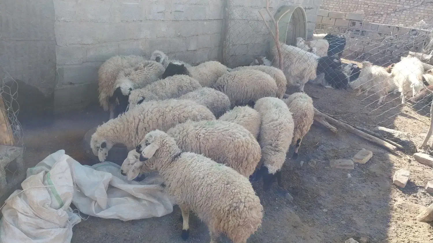 ۹راس بره محلی  ماده گله ای|حیوانات مزرعه|کشکوئیه, |دیوار