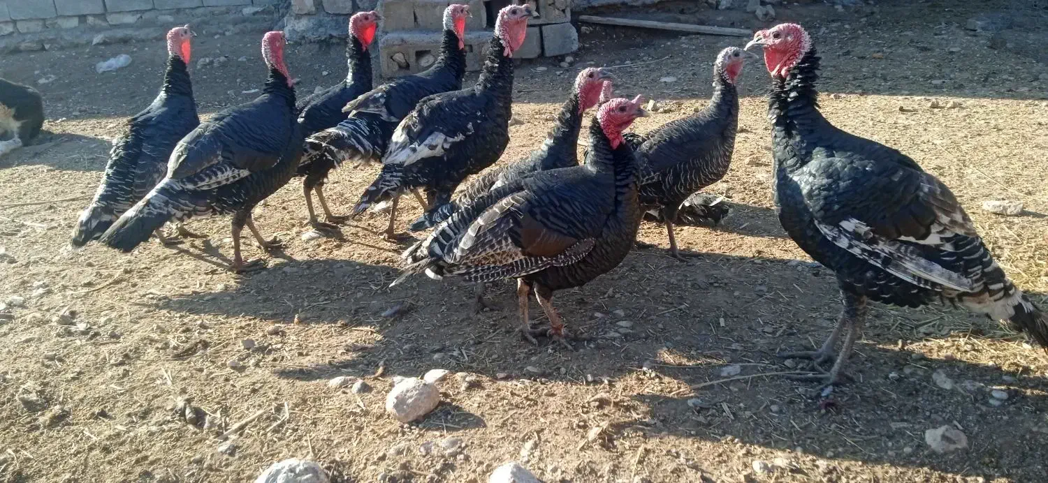 بوقلمون|حیوانات مزرعه|کارزان, |دیوار