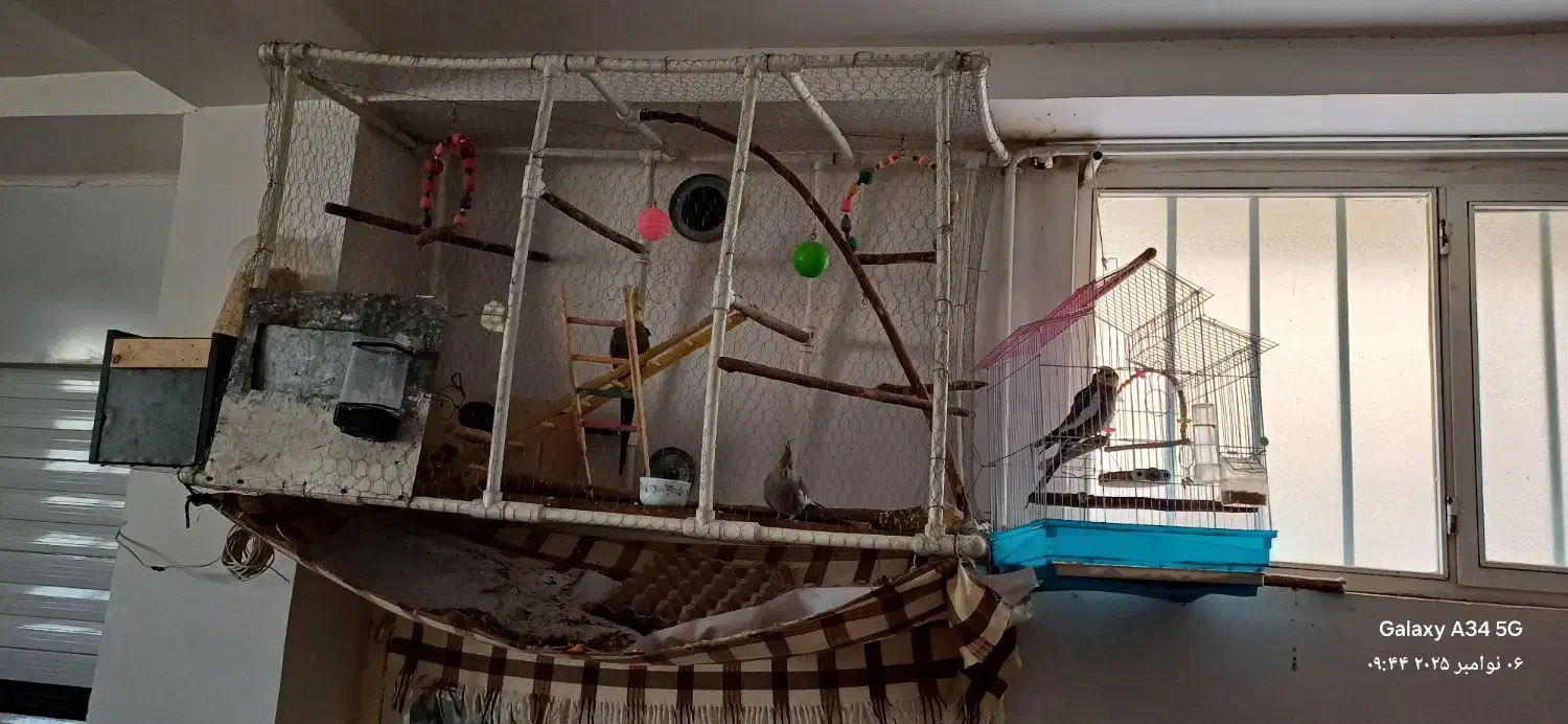 عروس هلندی|پرنده|میانه, |دیوار