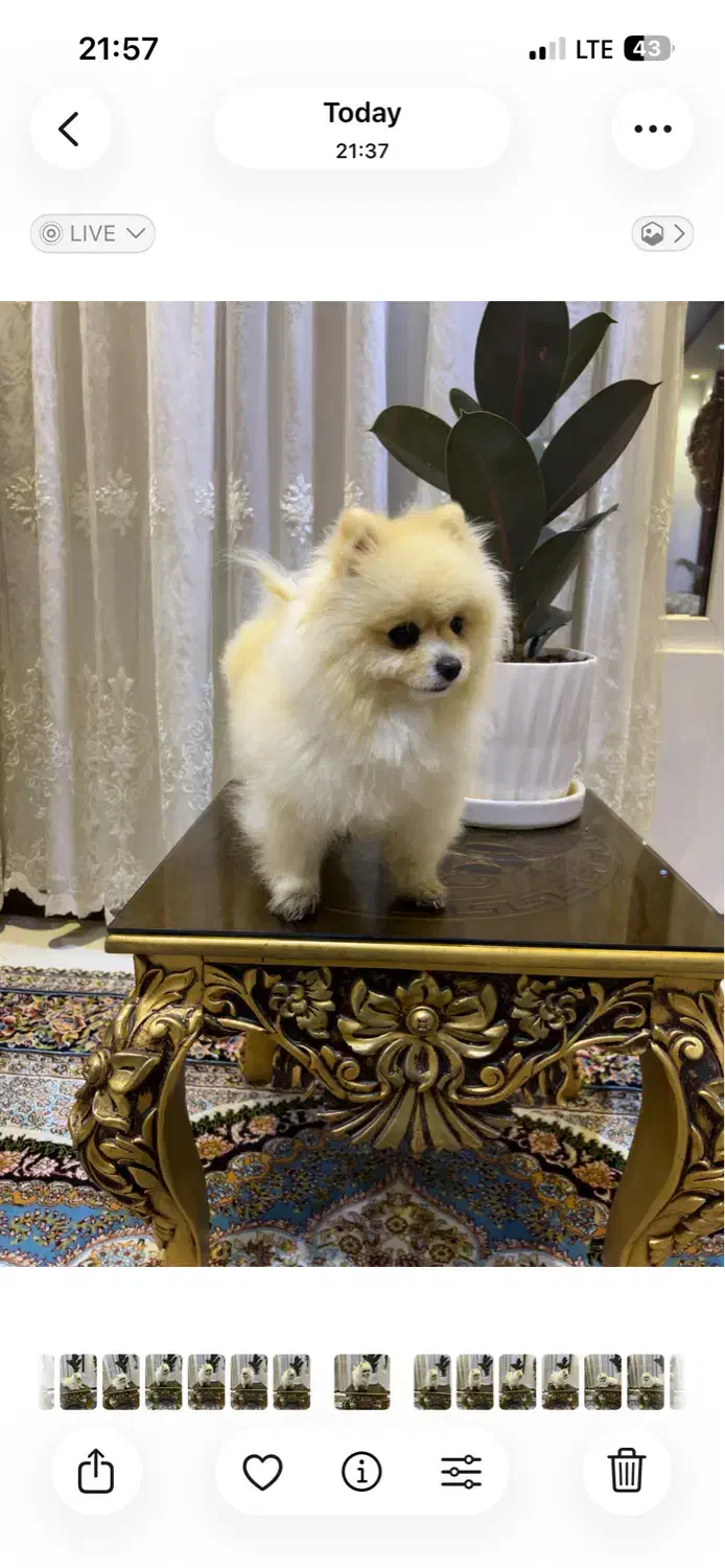 واگذار سگ پامر(پامرانین)آگهی را بخوانید|سگ|یزد, |دیوار