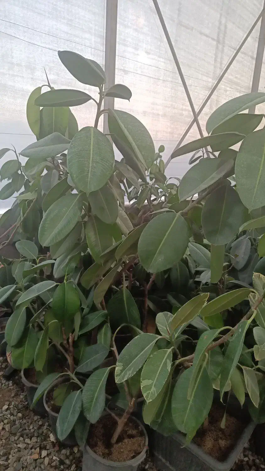 همکاری با نصفه کار گیاهان آپارتمانی در گلخانه|استخدام صنعتی، فنی، مهندسی|تهران, میدان میوه و تره‌بار مرکزی|دیوار