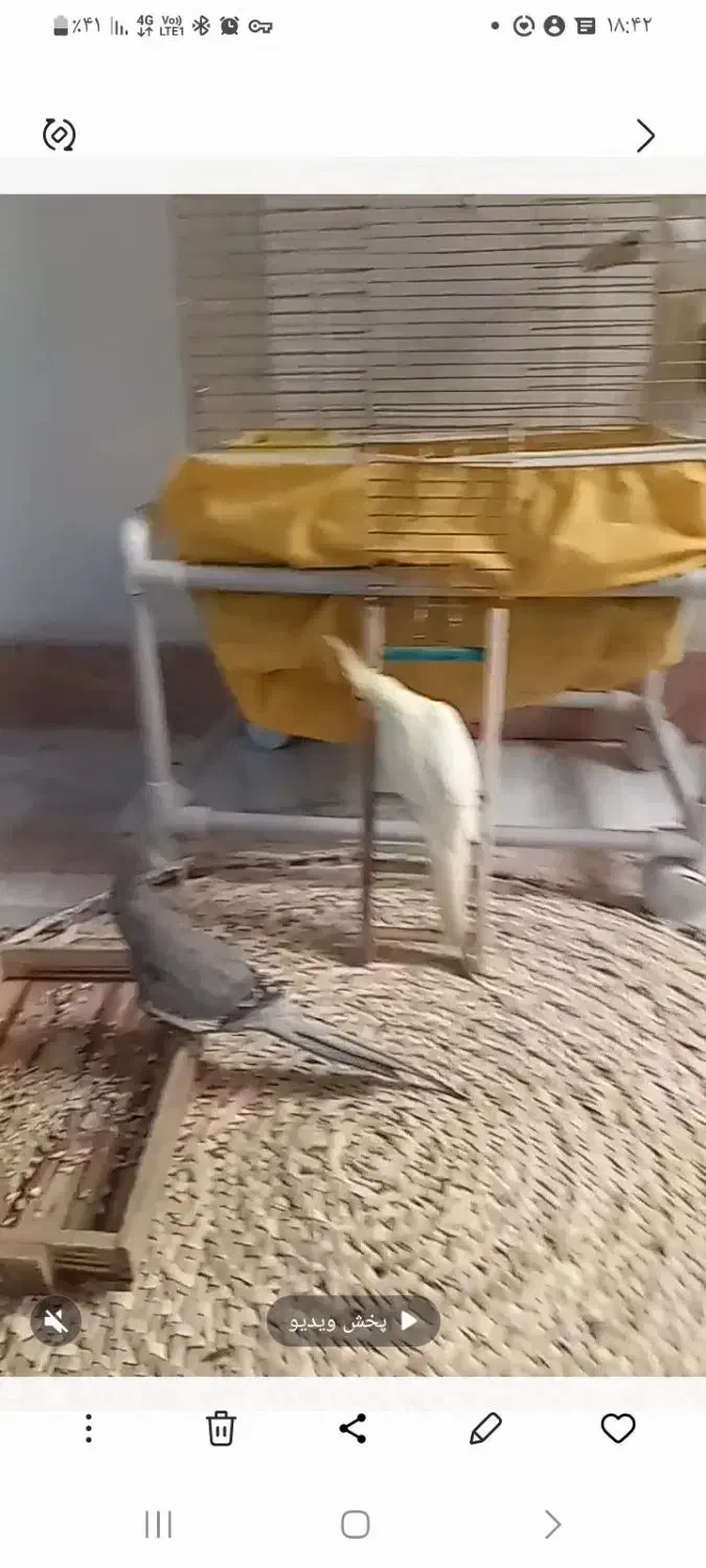 تعدادی عروس هلندی|پرنده|تهران, گلستان (شهرک راه آهن)|دیوار