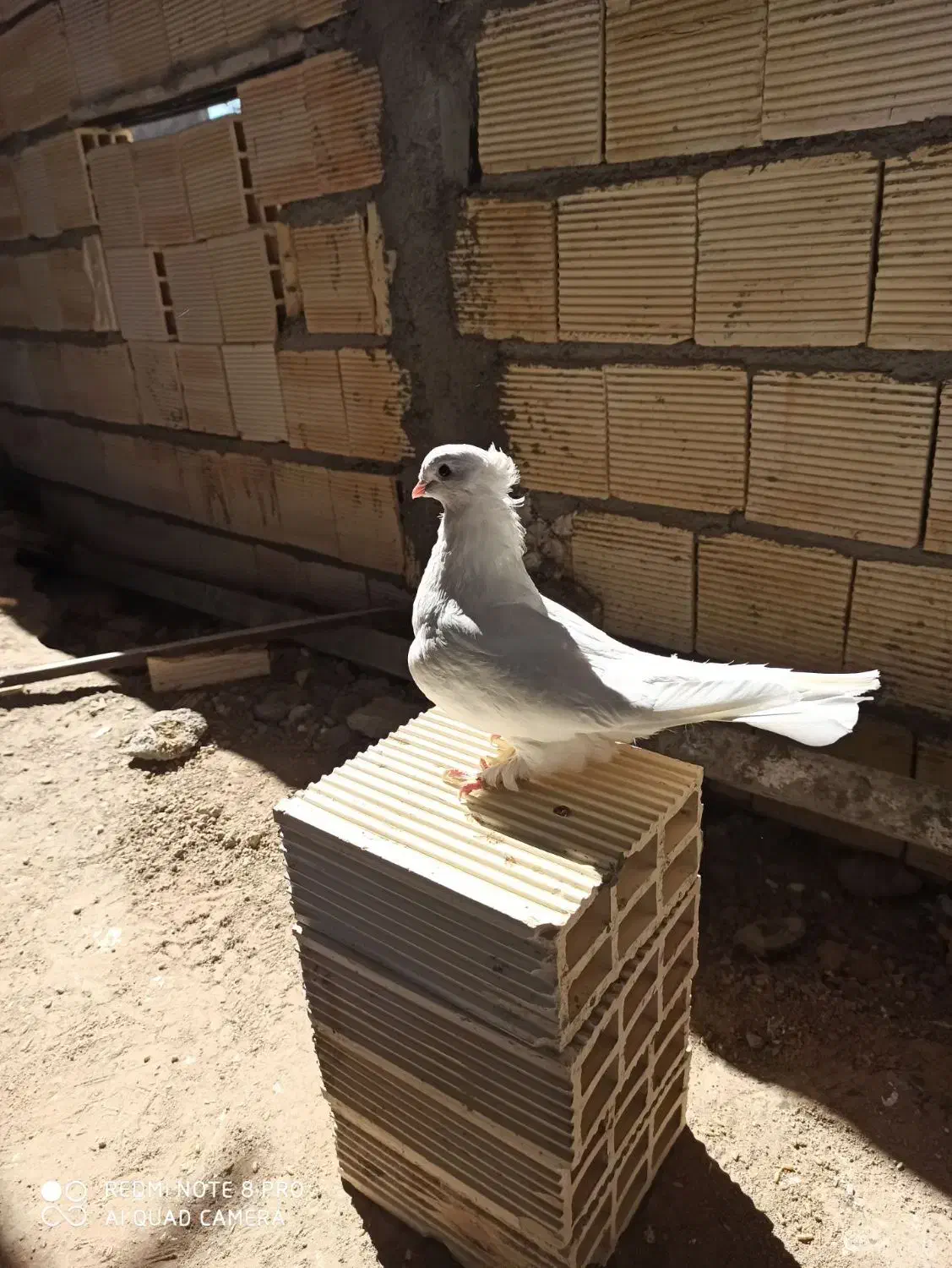 دو جفت کبوتر درشت و کشیده هوایی|پرنده|الیگودرز, |دیوار