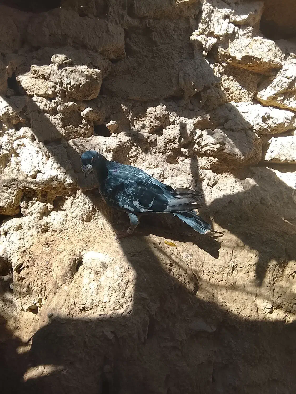 کفتر طوقی|پرنده|سراوان, |دیوار