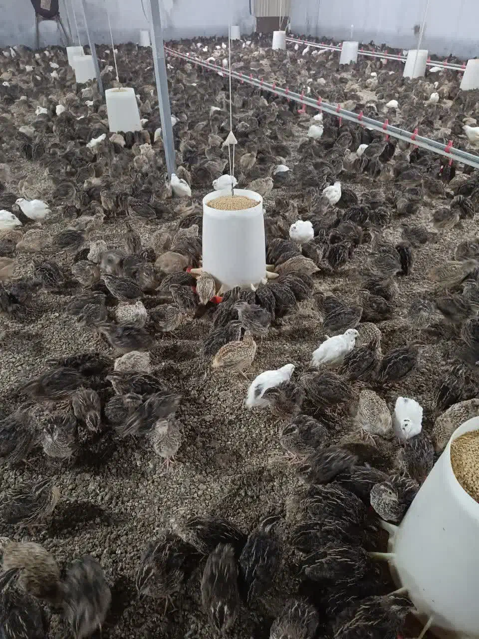 بلدرچین تخم گذار و گوشتی|حیوانات مزرعه|زرگرشهر, |دیوار