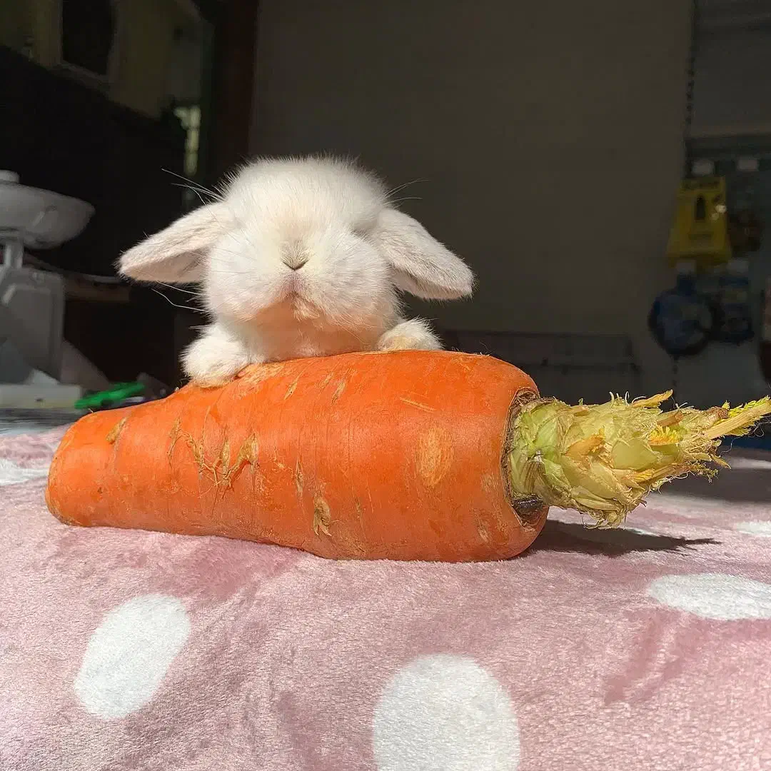 خرگوش فرانسوی عروسکی|موش و خرگوش|گرگان, |دیوار