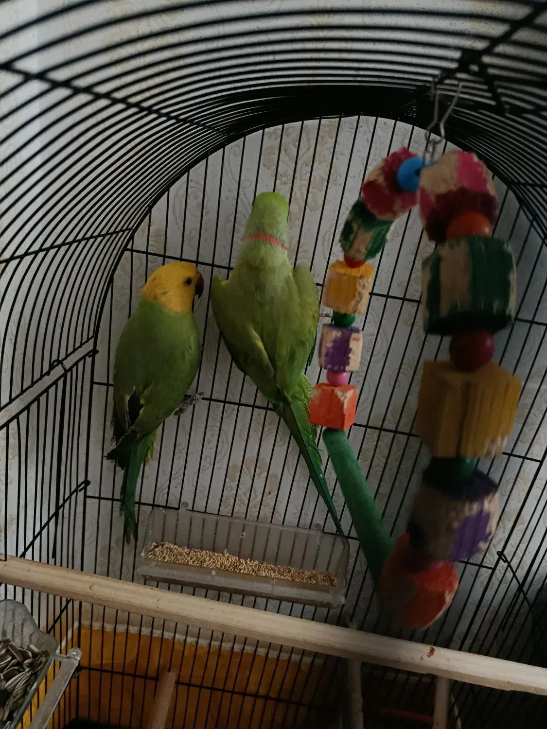 ملنگو|پرنده|مشهد, ابوذر|دیوار