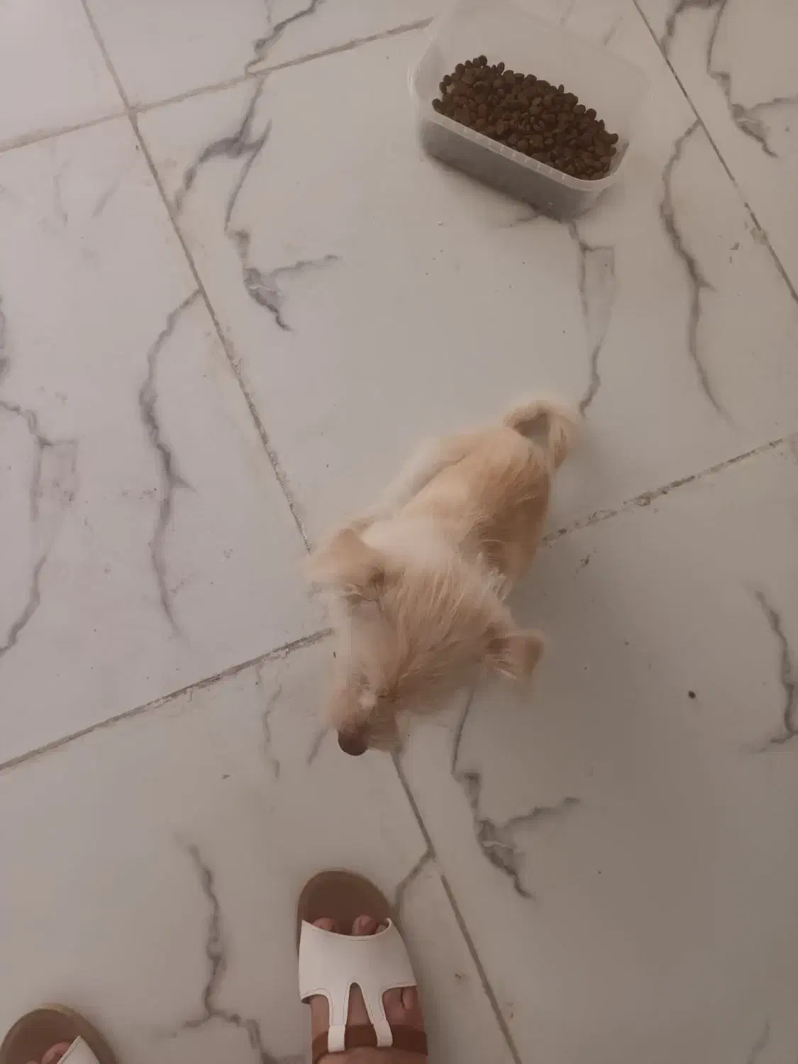 سگ کچلو|سگ|قشم, |دیوار