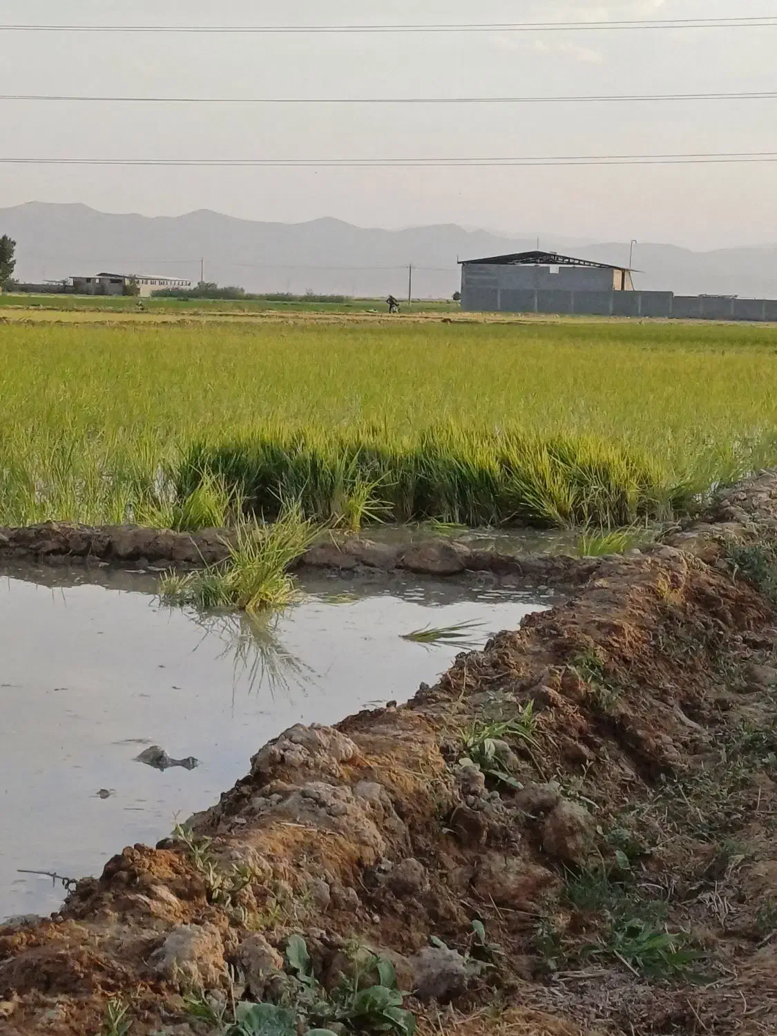 اجاره زمین کشاورزی|اجارهٔ دفتر صنعتی، کشاورزی، تجاری|مرودشت, رامجرد یک|دیوار