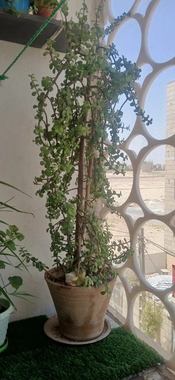 گل خرفه|گل و گیاه طبیعی|قرچک, باقرآباد|دیوار