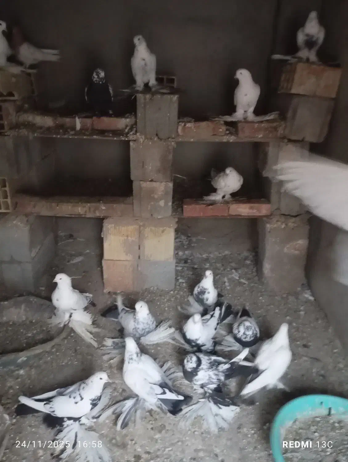 کبوتر|پرنده|آذرشهر, |دیوار