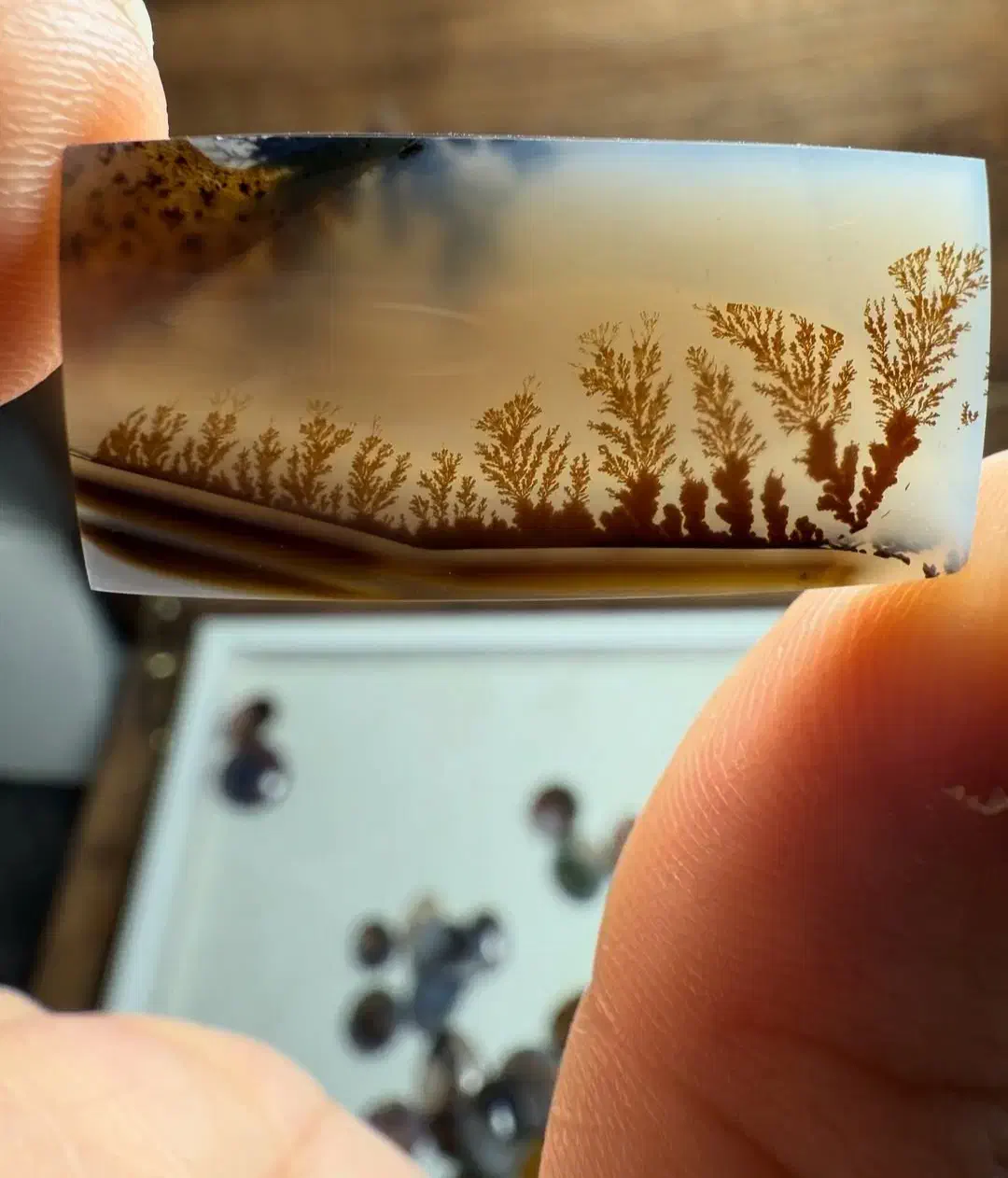 شجر قائن|جواهرات|قم, شهرک امام حسین|دیوار