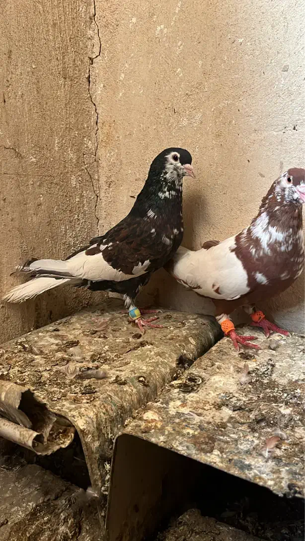 کبوتر|پرنده|زاهدان, |دیوار