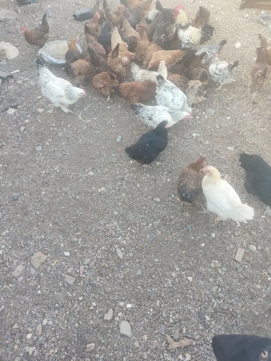 تعداد ۸۰ مرغ محلی تخم گذار|حیوانات مزرعه|بجستان, |دیوار