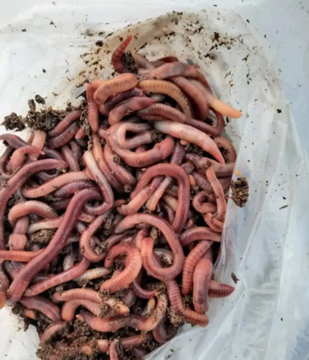 کرم خاکی برا ماهیگیری|ماهیگیری|تبریز, |دیوار