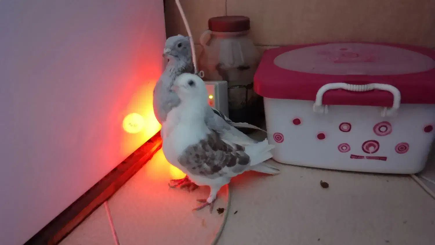 کبوتر تزئینی و رنگی|پرنده|بومهن, |دیوار