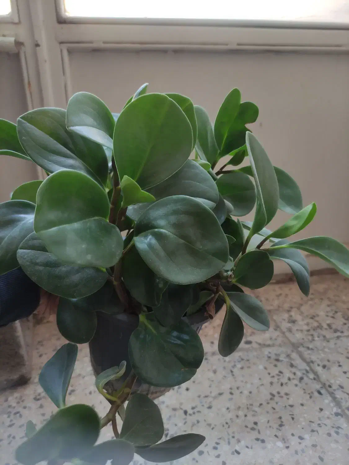 گل های آپارتمانی|گل و گیاه طبیعی|شهرکرد, |دیوار