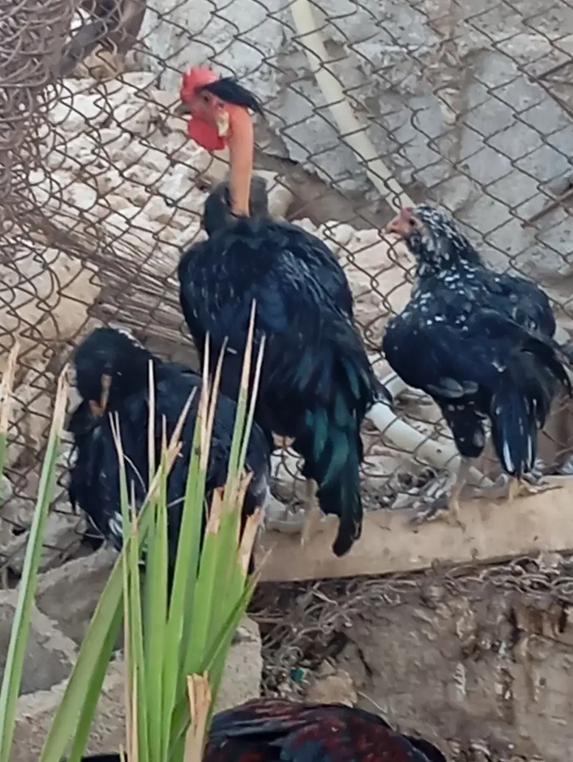 فروش مرغ وخروس|حیوانات مزرعه|وحدتیه, |دیوار