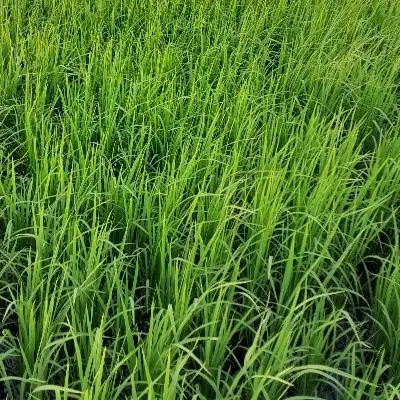 بذر شالی دم سیاه|خوردنی و آشامیدنی|گرگان, |دیوار