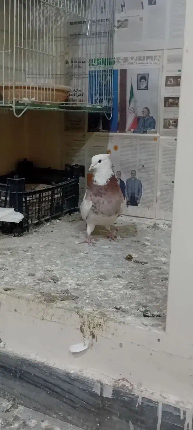 طوقی|پرنده|تهران, تختی|دیوار