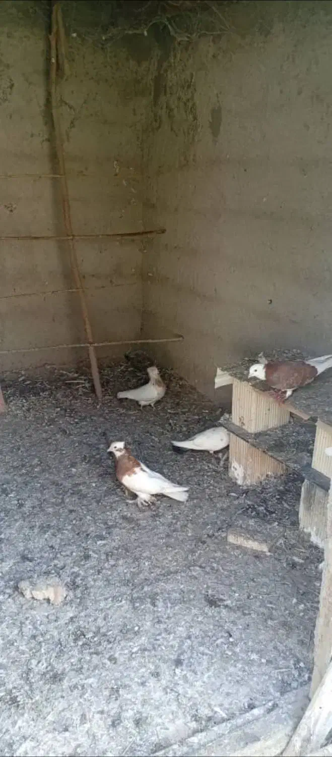 کبوتر اصل لارستان|پرنده|سنگر, |دیوار