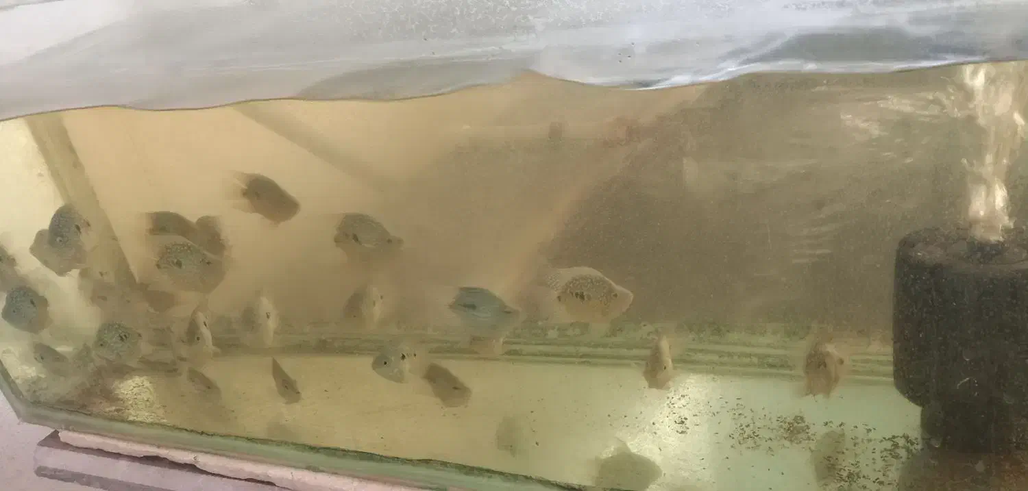 ماهی زینتی گوپی، تگزاسی، ماکرو، شمشیری و مولی|ماهی|نجف‌آباد, امام خمینی|دیوار