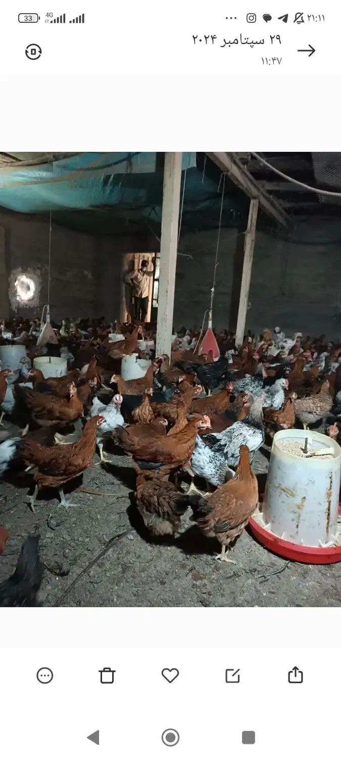 خروس و مرغ محلی|حیوانات مزرعه|لنگرود, |دیوار