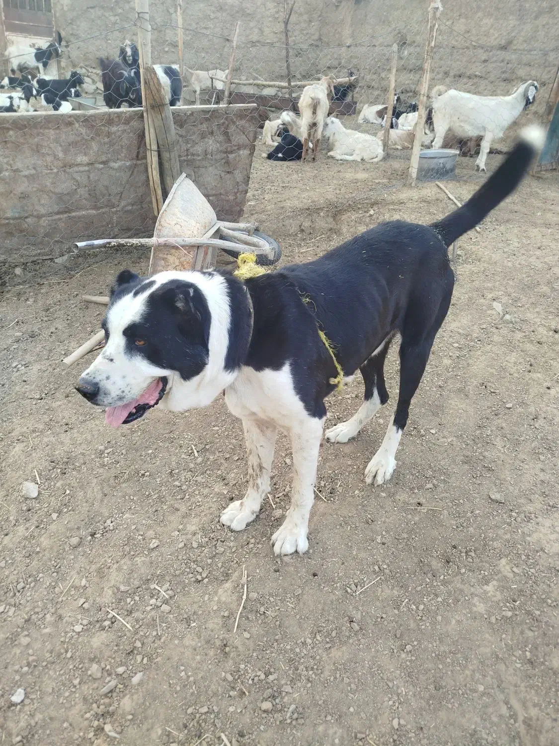 سگ گوسفندی|سگ|بجنورد, |دیوار