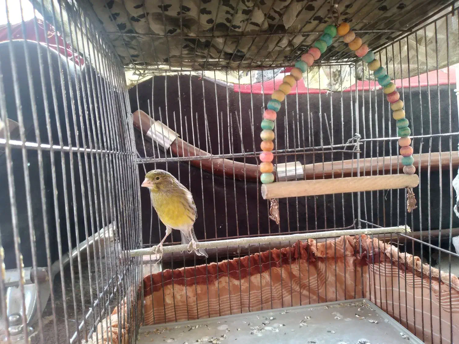 قناری نر بخون|پرنده|پاکدشت, شهرک امام رضا|دیوار