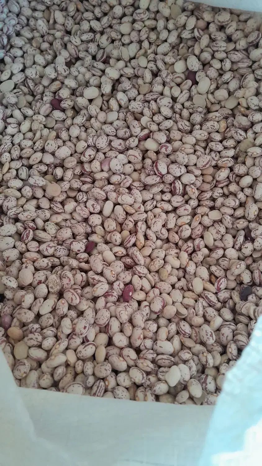 لوبیا چیتی درجه یک دو تن|خوردنی و آشامیدنی|شیراز, میانرود|دیوار