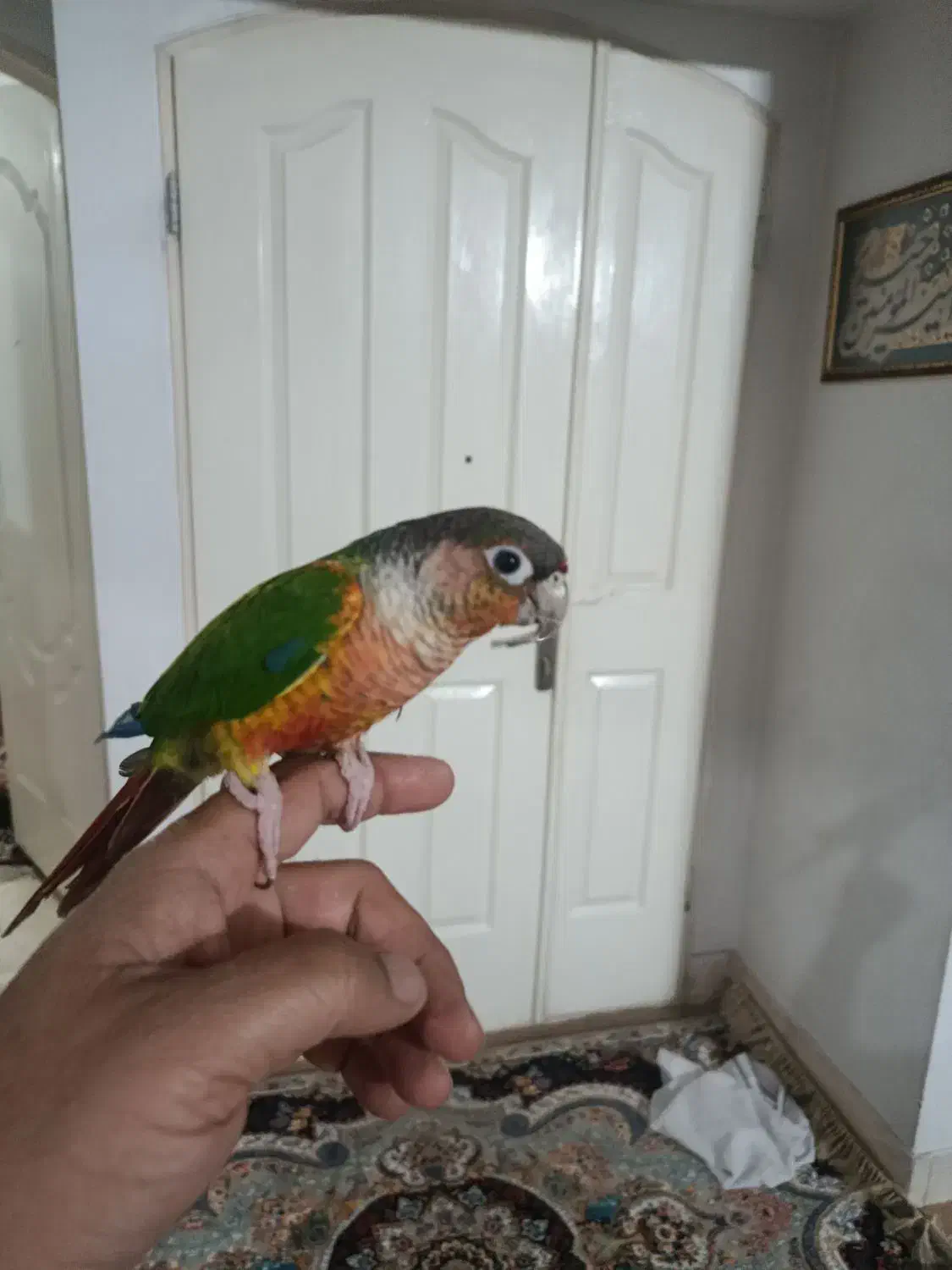 گرینجیگ نر آماده با قرمزی بالا باتست جنسیت|پرنده|مشهد, شهید آوینی|دیوار