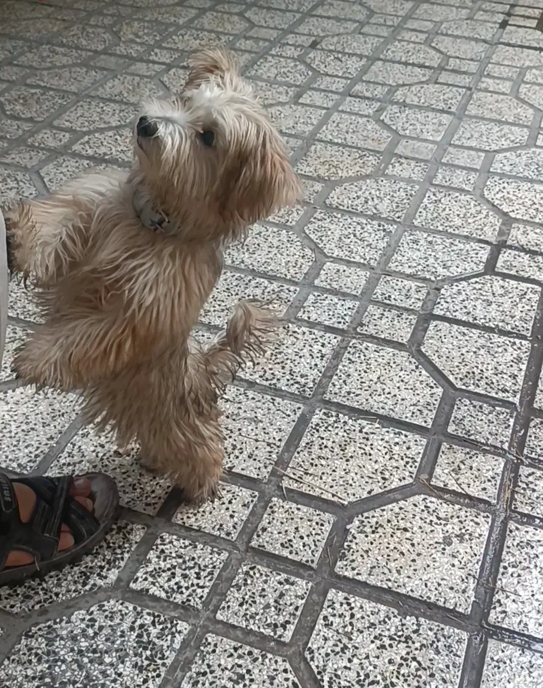 سگ پا کوتاه گم شده|حیوانات|علیآباد کتول, |دیوار