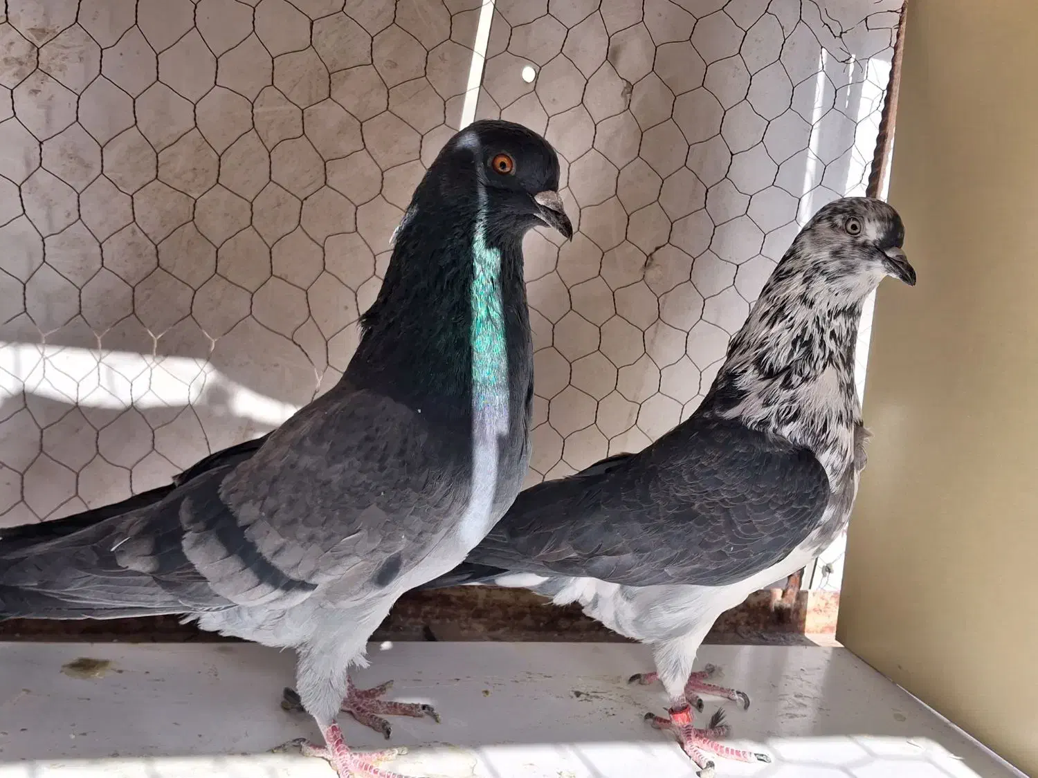 کبوتر بعدظهری|پرنده|قم, نیروگاه|دیوار