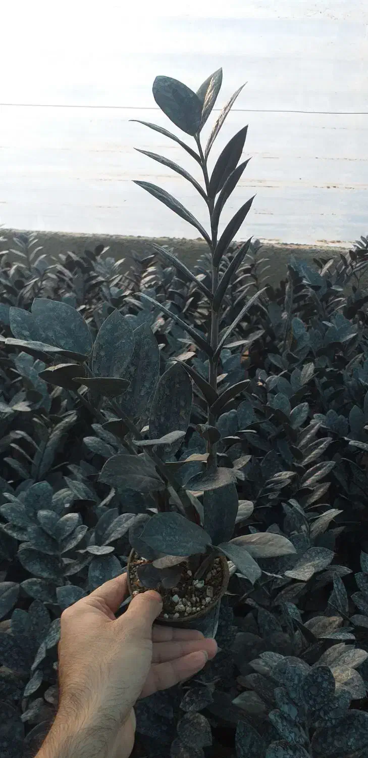 فروش عمده زاموفیلیا بلک|گل و گیاه طبیعی|قائمشهر, |دیوار