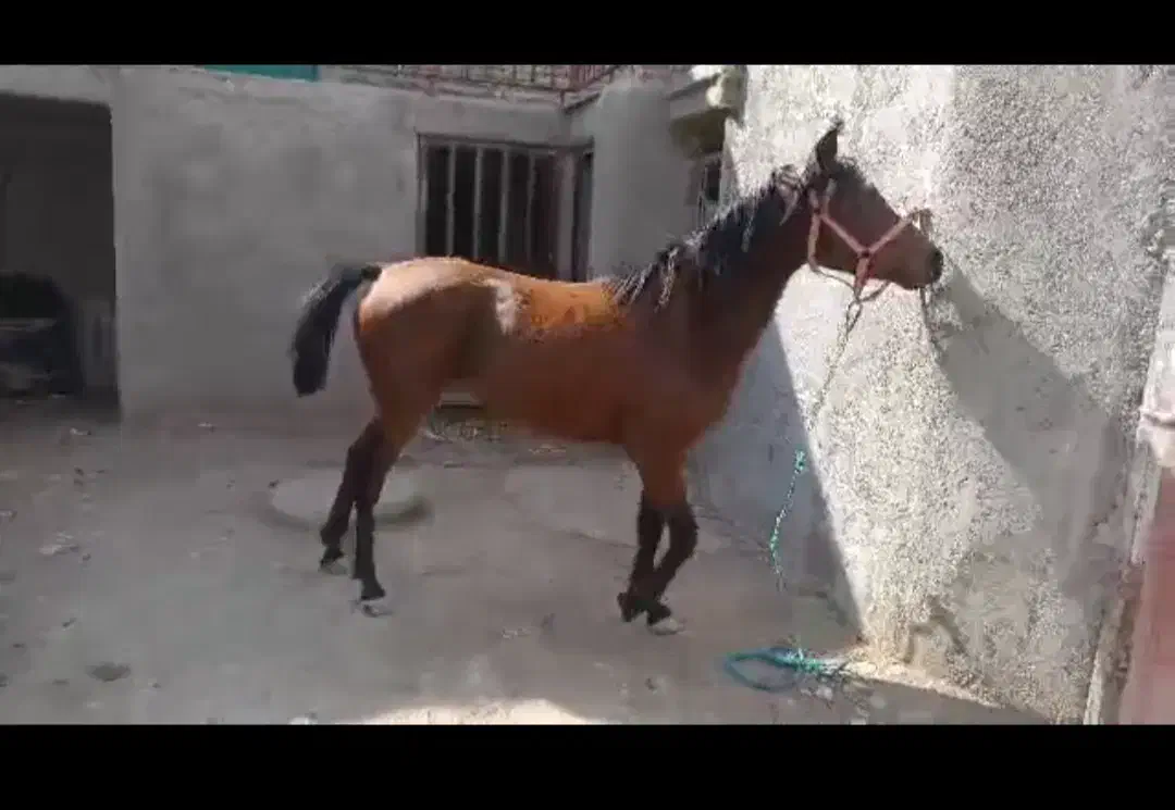 اسب مادیون کرد بیست دوماهه|اسب و تجهیزات اسبسواری|پیشوا, |دیوار