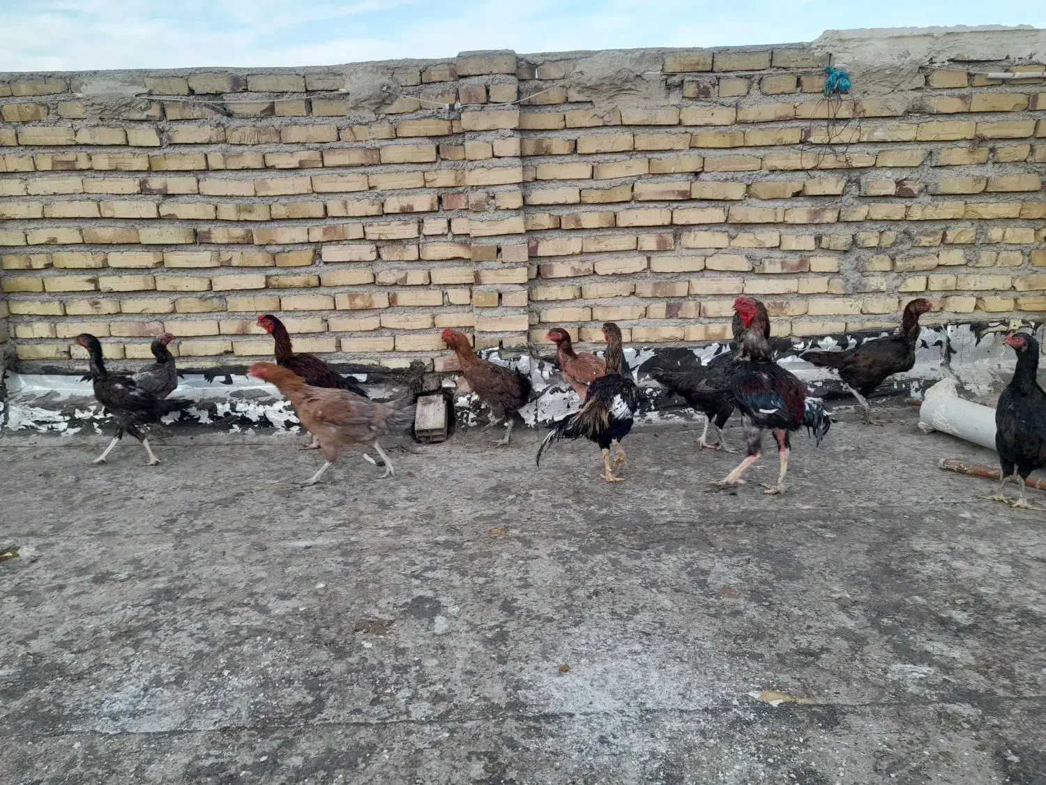 لاری مرغ و خروس و فریک و تخم لاری|حیوانات مزرعه|تاکستان, |دیوار