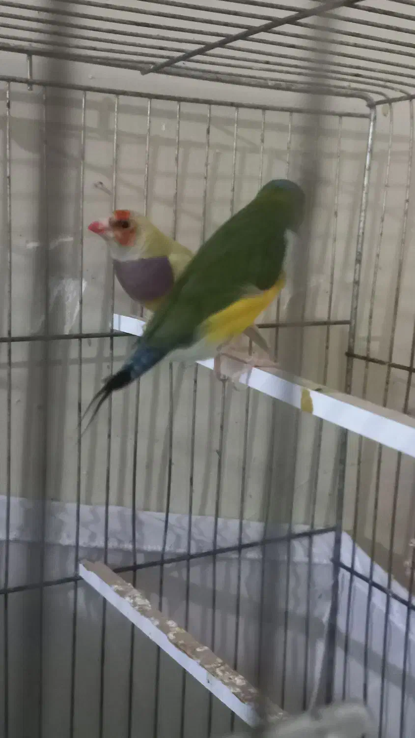 زیباتر از نقاشی پرنده ای رویایی|پرنده|گتوند, |دیوار