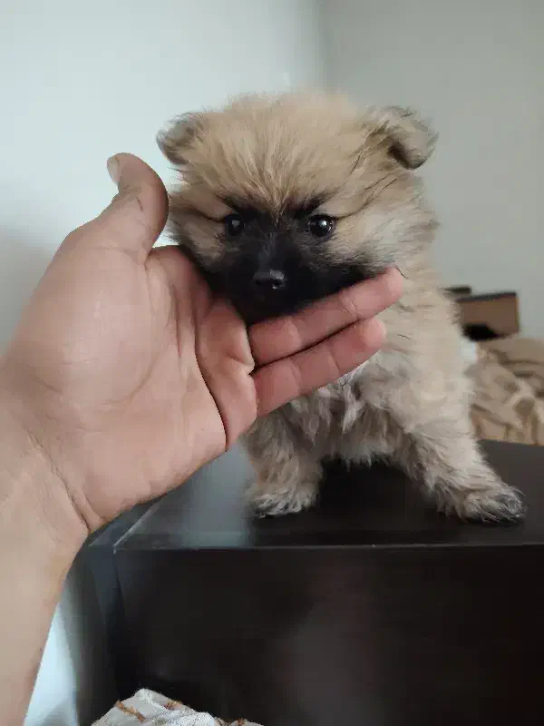 واگذاری پامرانین|سگ|فولادشهر, B4|دیوار