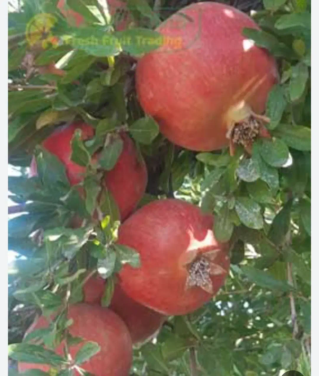 خرید انار|خوردنی و آشامیدنی|یزد, |دیوار