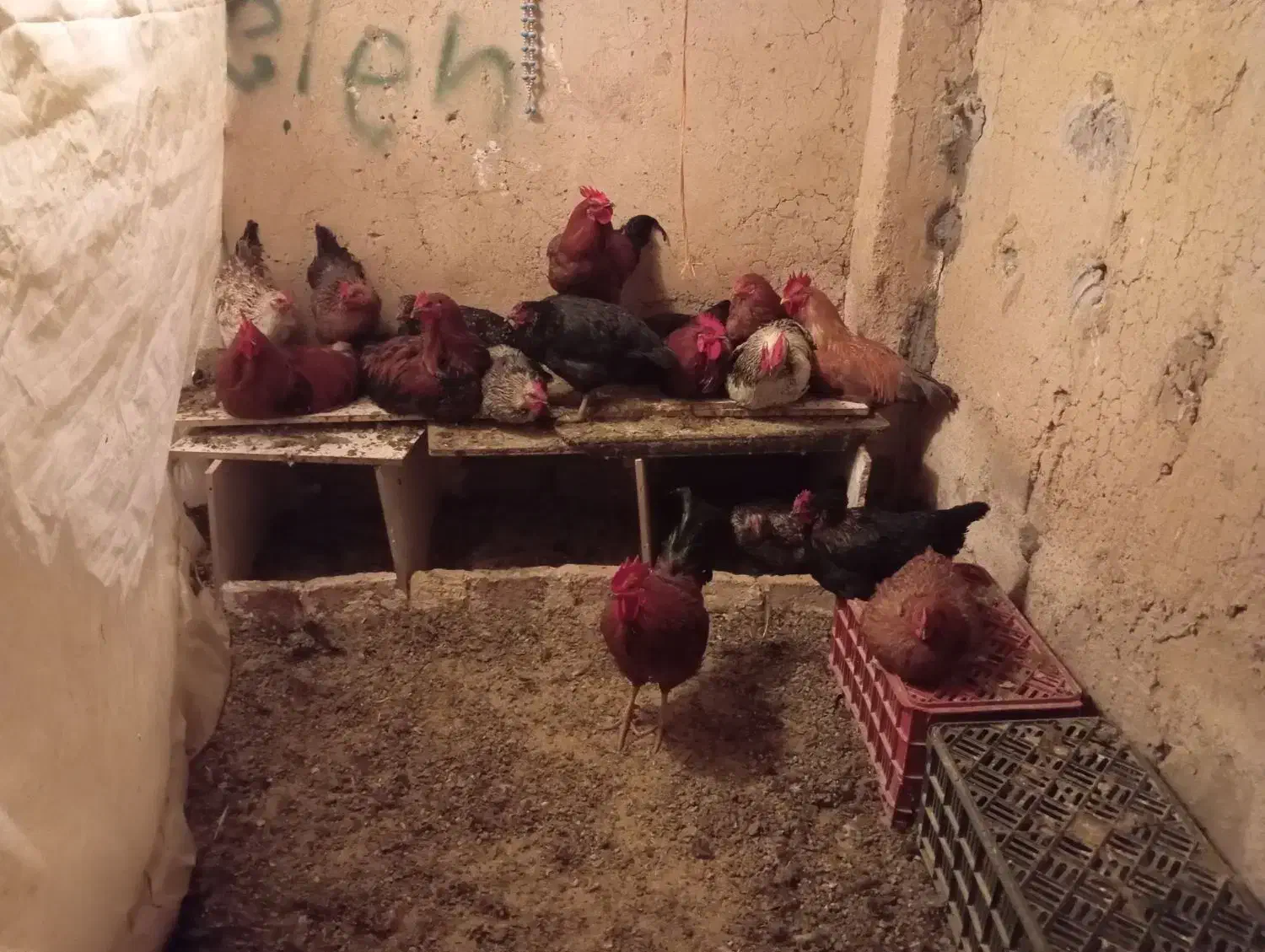 مرغ محلی تخم گذار حدود 10 عدد|حیوانات مزرعه|صحنه, |دیوار