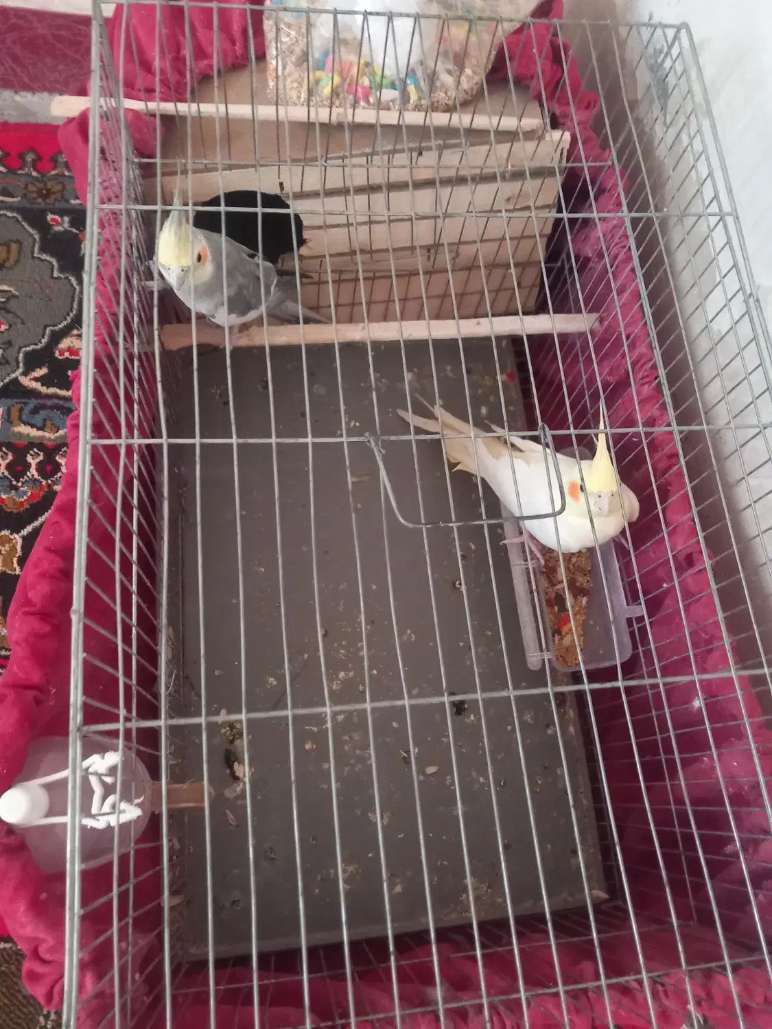 یک جفت عروس هلندی|پرنده|لالی, |دیوار