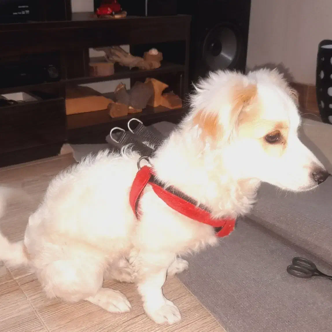 توله نر ۴ماهه اشپیتز روباهی|سگ|پاکدشت, حصار امیر|دیوار