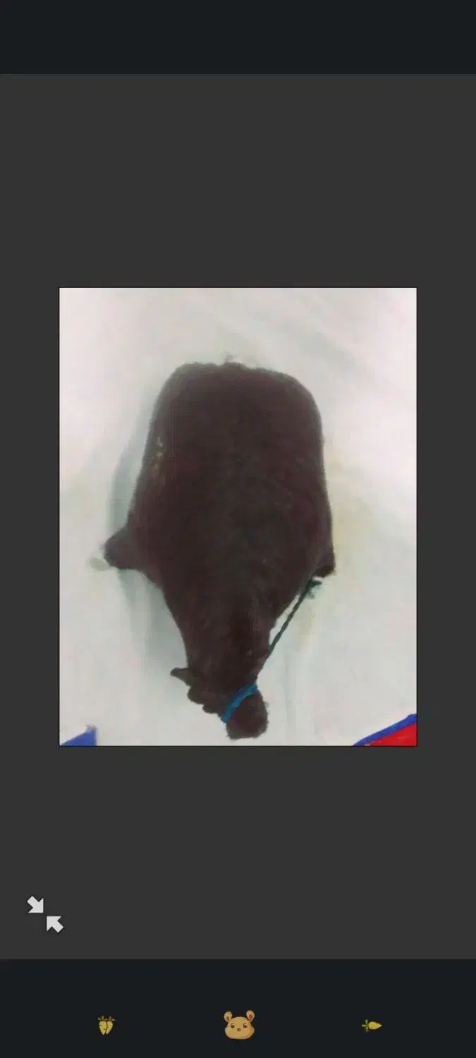 خیگ روغنی|ظروف نگهدارنده، پلاستیکی، یکبارمصرف|باغ ملک, |دیوار